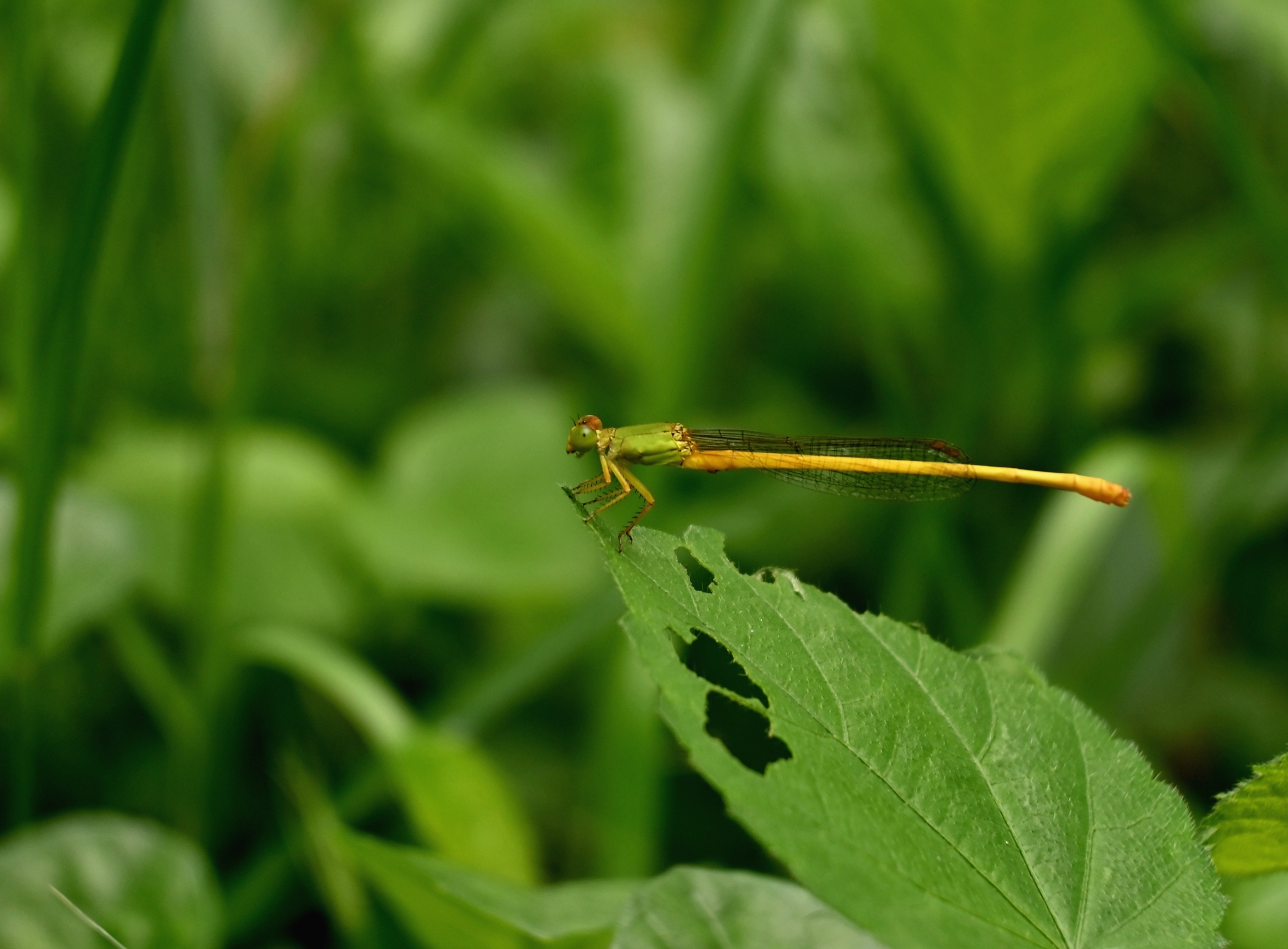 Coromandel Marsh Dart