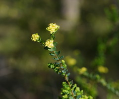 Pimelea flava flava