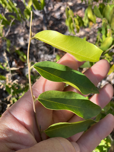 Small-Leaved Cluster Pear (Uvaria gracilipes)