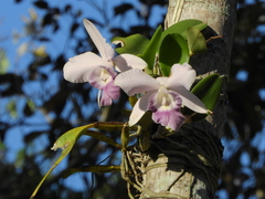 Cattleya × dolosa