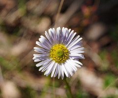 Allittia uliginosa