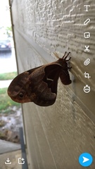 Callosamia angulifera