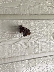 Callosamia angulifera