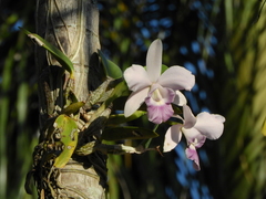 Cattleya × dolosa