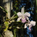 Cattleya × dolosa - Photo (c) Nelson Wisnik,  זכויות יוצרים חלקיות (CC BY-NC), הועלה על ידי Nelson Wisnik