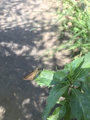 Parnara guttata guttata