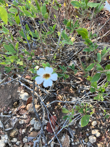 White petalbush (Petalidium aromaticum)