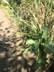 Parnara guttata guttata