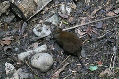 Hypsiprymnodon moschatus