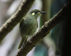 Meliphaga notata