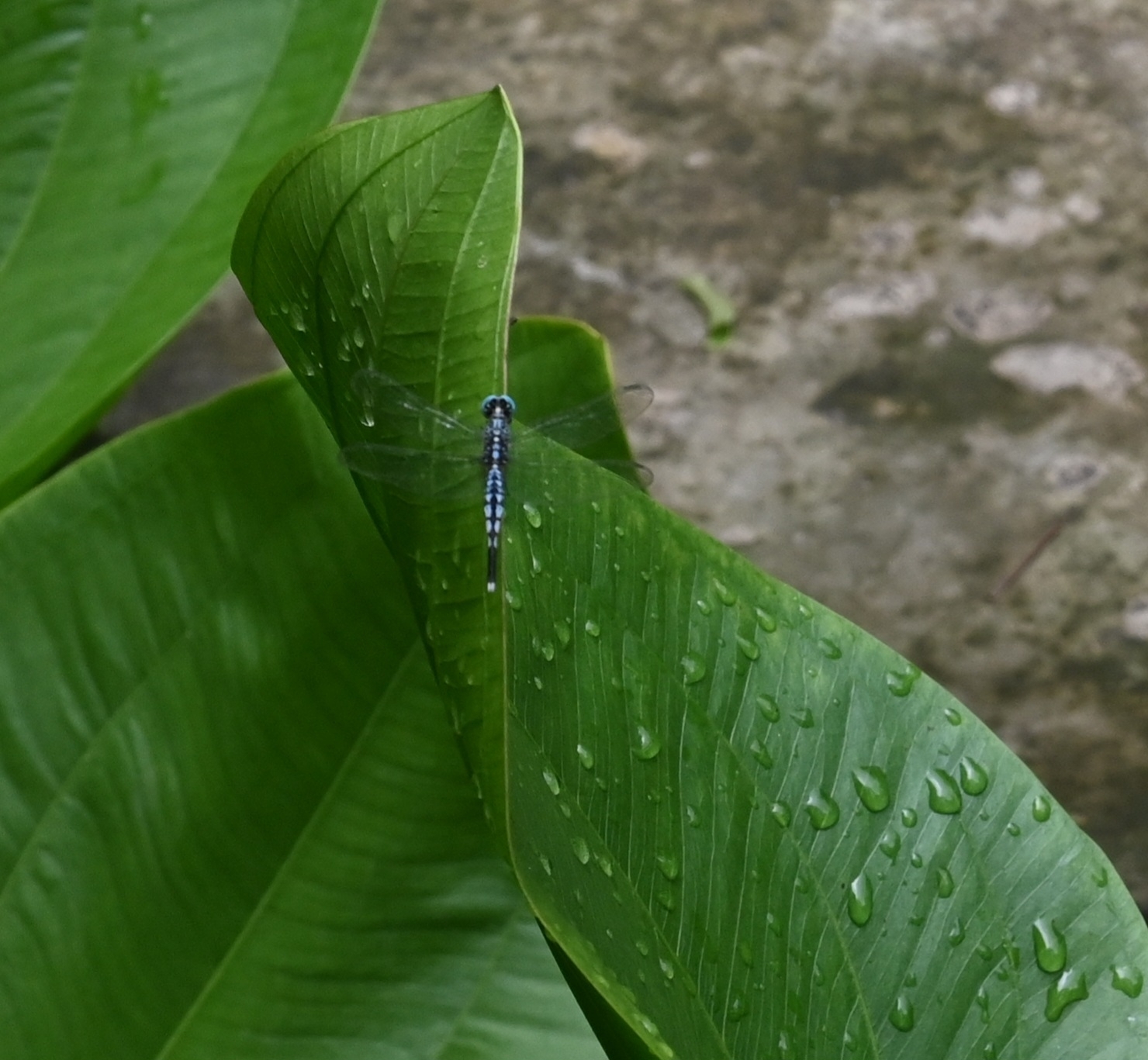 Trumpet-Tail