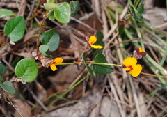 Platylobium infecundum