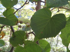 Tilia japonica
