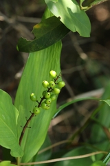 Alpinia oblongifolia, photograph author not stated, no rights reserved