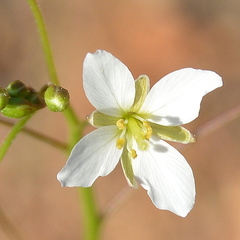 Heliophila variabilis