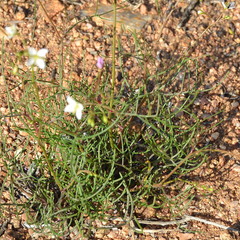 Heliophila variabilis