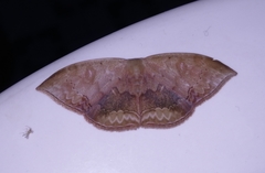 Lissoblemma lunuliferata