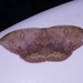 Lissoblemma lunuliferata - Photo (c) Mahesh A, algunos derechos reservados (CC BY-NC), subido por Mahesh A