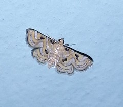 Musotiminae
