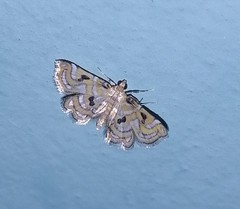 Musotiminae