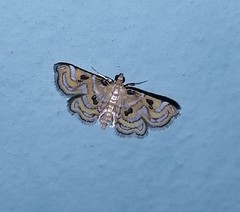Musotiminae