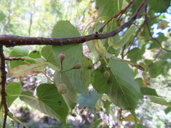 Tilia japonica