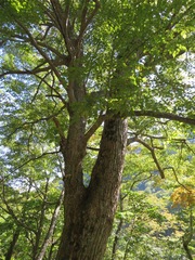 Tilia japonica