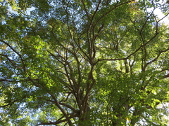 Tilia japonica