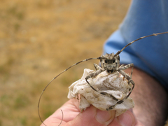 Ancylonotus tribulus