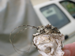 Ancylonotus tribulus