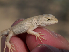 Sceloporus arenicolus
