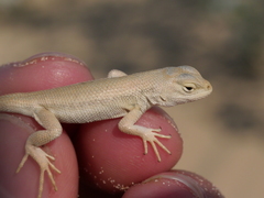 Sceloporus arenicolus