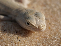 Sceloporus arenicolus