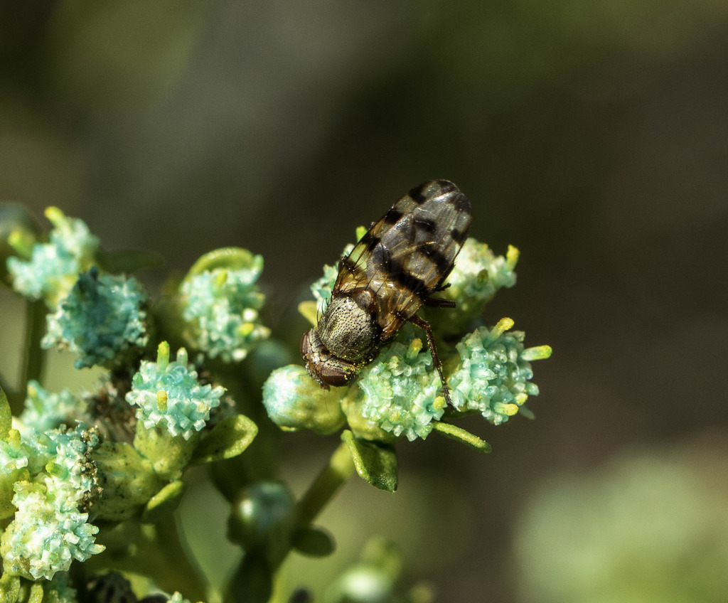 Narrow-Banded Picture-Winged Fly