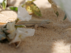 Sceloporus arenicolus