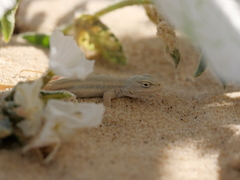 Sceloporus arenicolus