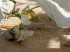 Sceloporus arenicolus
