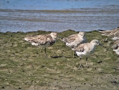 Calidris tenuirostris