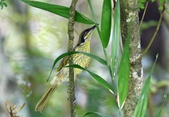 Gavicalis versicolor