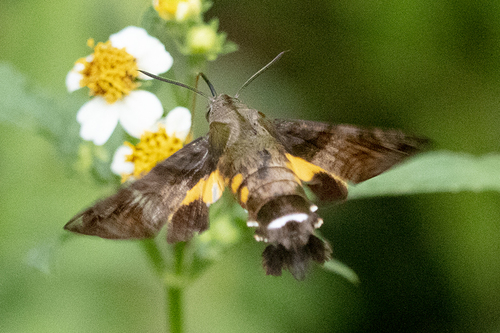 Maile Pilau Hornworm