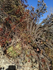 Dudleya viscida