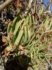 Dudleya viscida