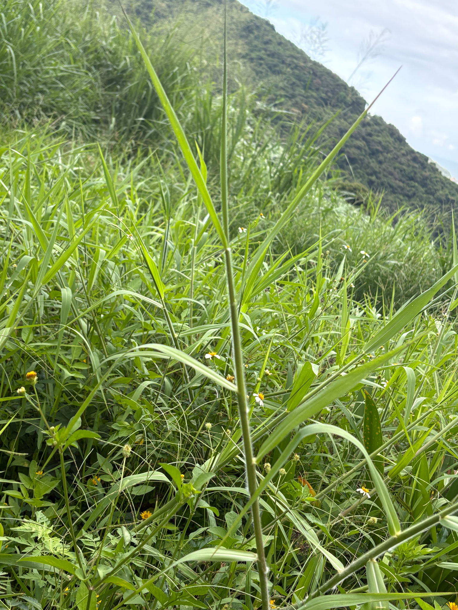 Urochloa mutica (Urochloa mutica)