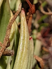 Dudleya viscida