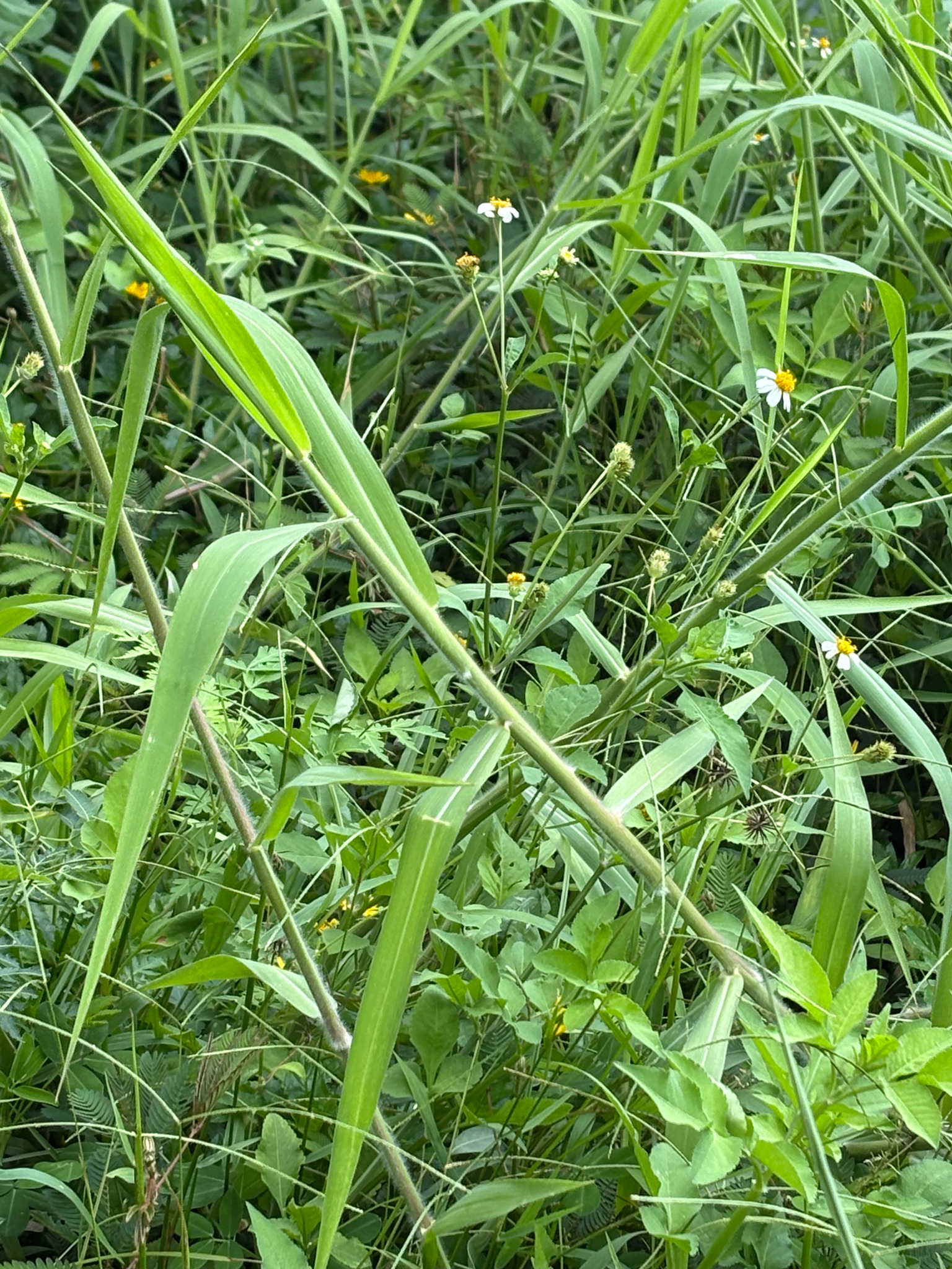 Urochloa mutica — ảnh 2