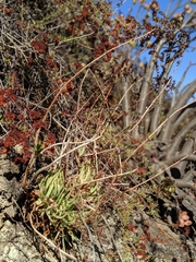 Dudleya viscida
