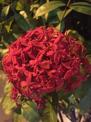 Ixora
