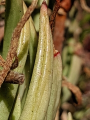 Dudleya viscida