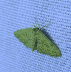 Scopula aemulata