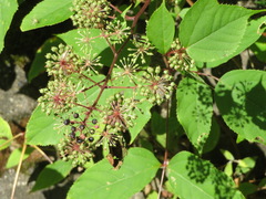 Aralia cordata
